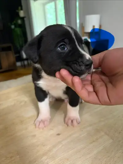 Chiots croisés en adoption labrador, View more