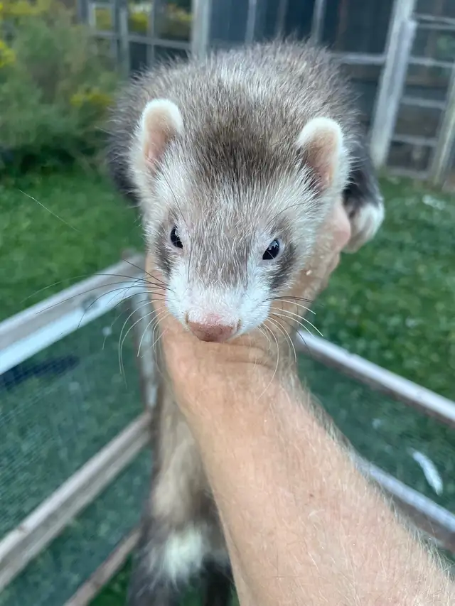 male ferret  in Small Animals for Rehoming in London - Image 3