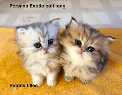 Petits chatons Persans Exotics poils long, View more