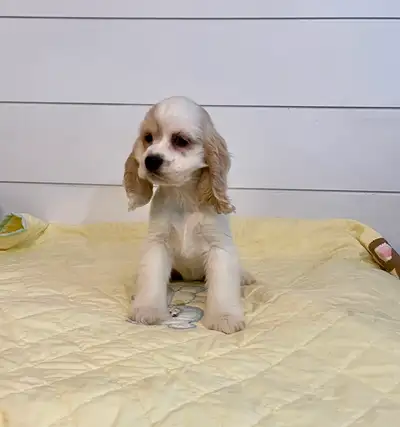 Cocker Spaniel Puppies, View more