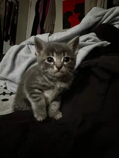 tabby/Russian blue kittens 1 available, View more