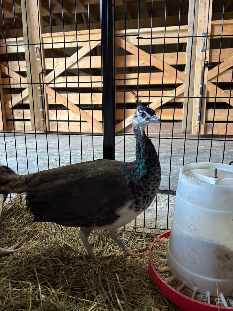 Indian blue peacock | Birds for Rehoming | Quesnel | Free local ...