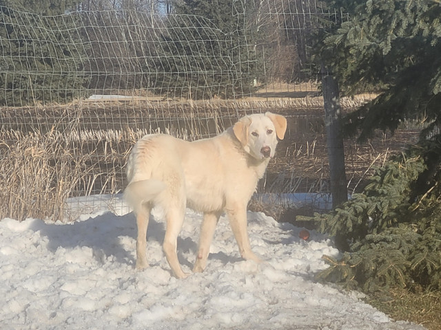 ADOPT SIMBA! Yellow lab cross. 11 month old via 4 Feet in Registered Shelter / Rescue in Calgary - Image 3