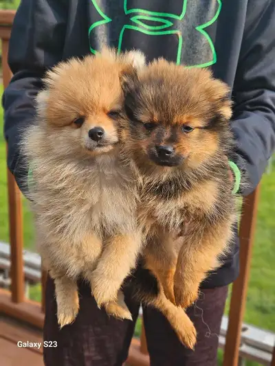 Selling our beautiful male pomeranian puppies. They were born on March 31st and are ready to go. The...
