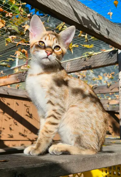 Beautiful Purebred Savannah Kittens, View more