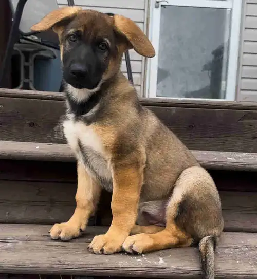 One puppy left from this exceptional litter and she is a beauty! Another week or two and her ears wi...