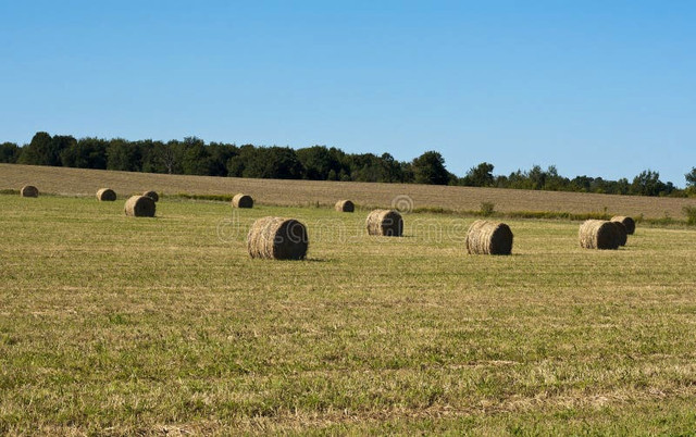 Quality 4X5 hardcore dry hay for sale in Livestock in Peterborough - Image 3