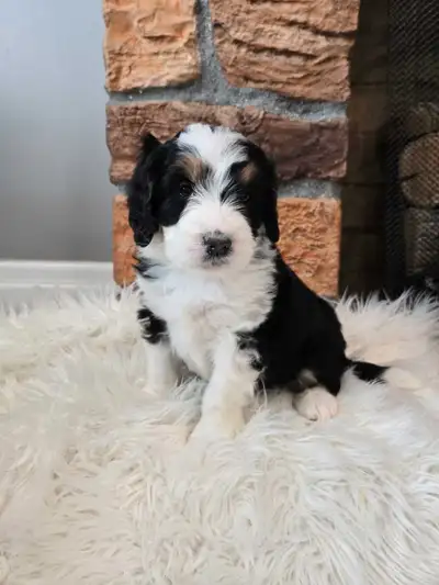 bernedoodles, View more