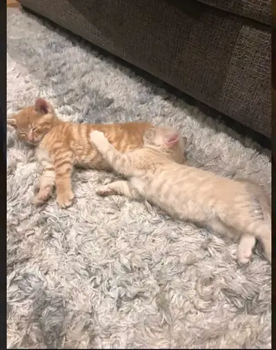 Mignons petits chatons, sont très affectueux, joueurs. Ils ne sont pas vermifuges ni vaccinés par co...
