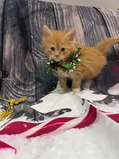 Maine coon babies, View more