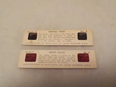 Bengal Tiger And Ruffed Grouse Slides, View more