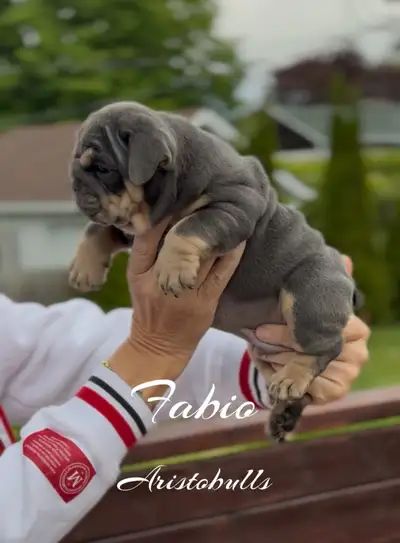 English Bulldog Puppy, View more