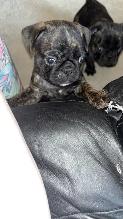 Timon & Pumba are looking for their forever homes! They are ready to go March 17 th! Both males! The...