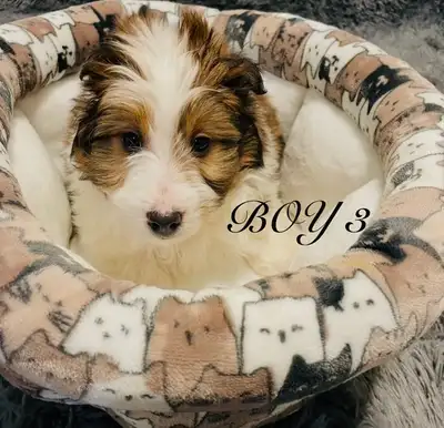 ❤️Miniature Sheltipoo pups❤️, View more