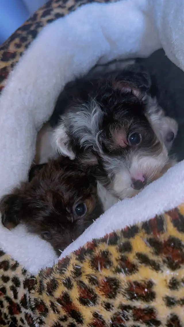 cute puppies for sale in Dogs & Puppies for Rehoming in St. Catharines - Image 2