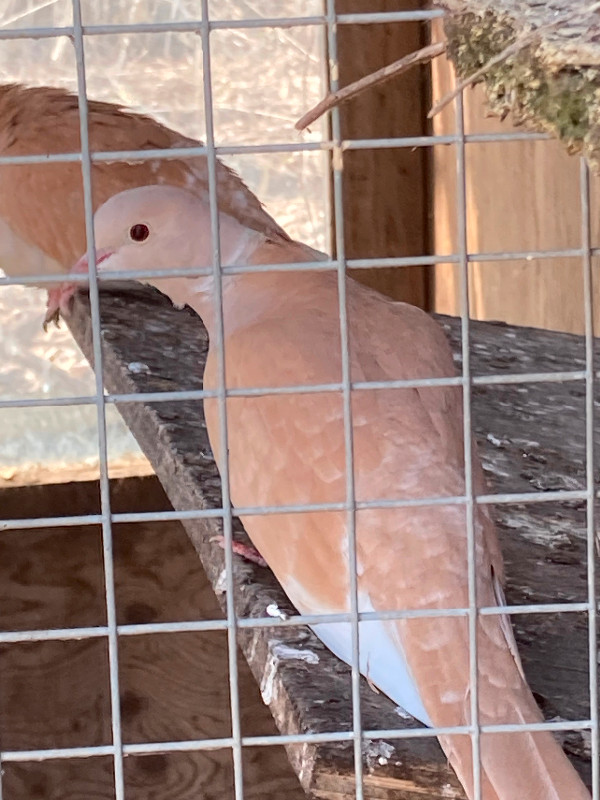 Tourterelles à vendre 30$ chaton a donner dans Animaux de ferme  à Granby - Image 4