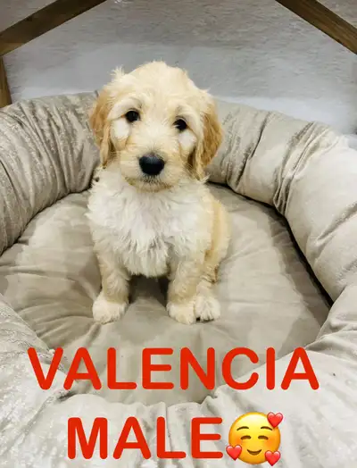 ❤️❤️Stunning Mini Goldendoodle pups❤️❤️, View more