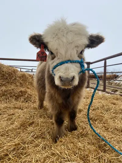 Highland x Lowline bull for sale! (Can be steered) “Kung Fu” is halter broke and very sweet. If your...