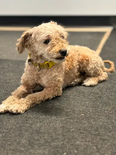 Female Born 18 April 2021 Sunny is Brown. She is 10 inches tall and about 8 pounds. She is house tra...