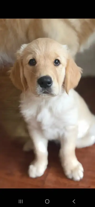 Golden English Retriever puppies, View more