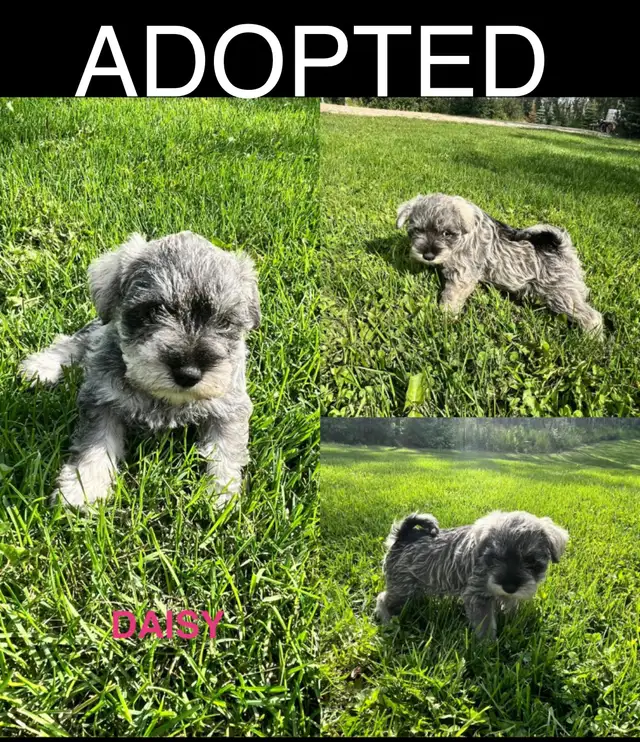 Purebread Miniature Schnauzer Puppies in Dogs & Puppies for Rehoming in Edmonton - Image 3