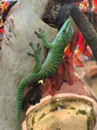 Madagascar giant day gecko  Kawartha Lakes Peterborough Area Preview