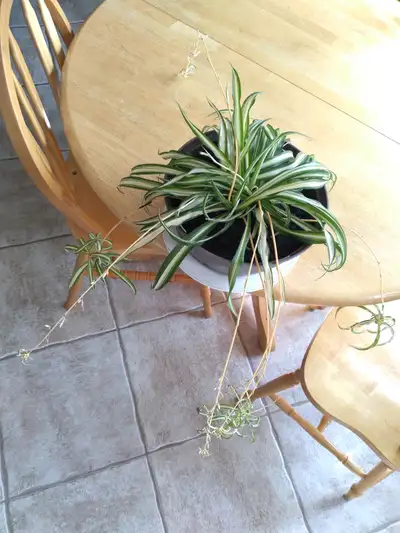 Spider plants, View more