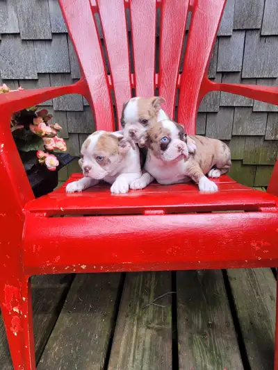 Boston terrier puppies , View more
