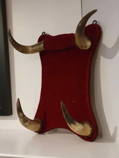 Vintage double bull horns mounted on a striking red velvet-covered display, showcasing a unique piec...