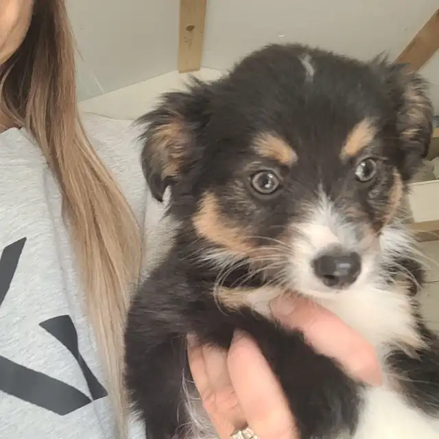 Toy/Mini Australian Shepard puppies in Dogs & Puppies for Rehoming in Dawson Creek - Image 4