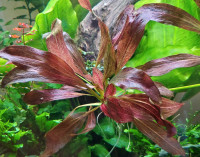 Rare Red leaf sword (Echinodorus Red Chameleon)