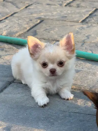 magnifique petit   chihuahua poil long enr. Ckc, View more