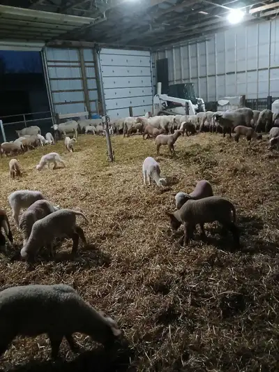 composed sheep manure for your garden, View more