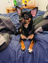 Chihuahua femelle  1 ans