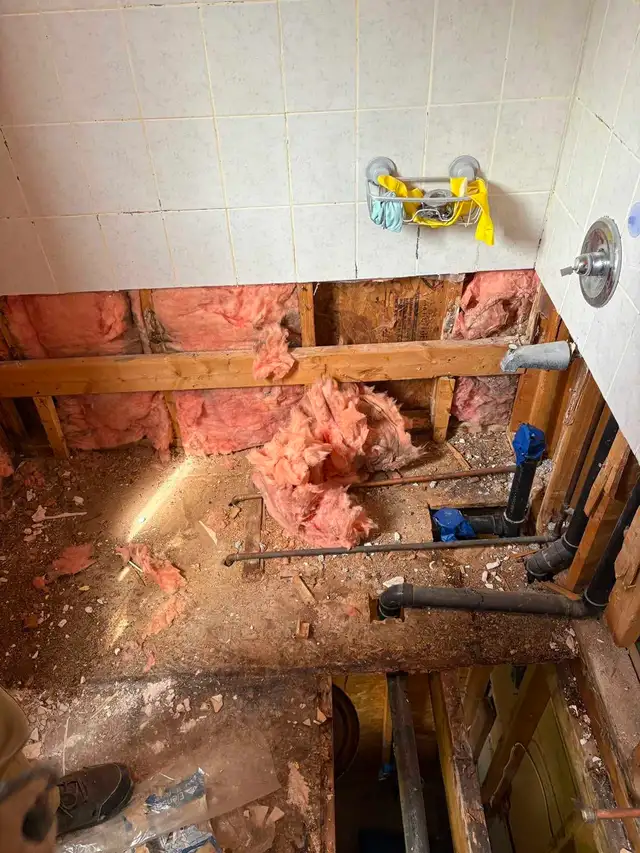 Mold Removal Specialist525757186080788488