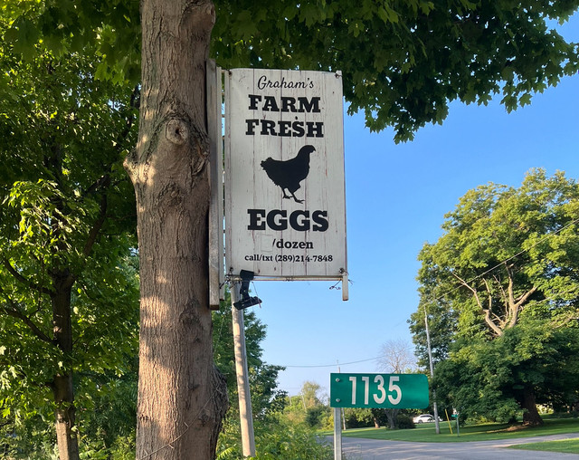 Farm fresh eggs $4/dozen in Other in St. Catharines - Image 2