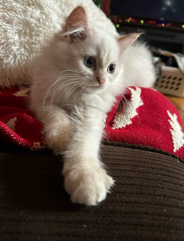 Purebred Himalayan kitten in Cats & Kittens for Rehoming in Belleville - Image 2