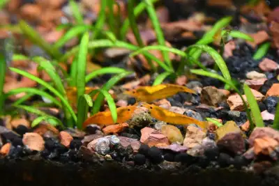 orange pumpkin shrimp, View more