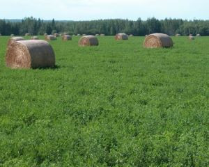Alfalfa / oats  Seed For Sale in Other in Fort St. John