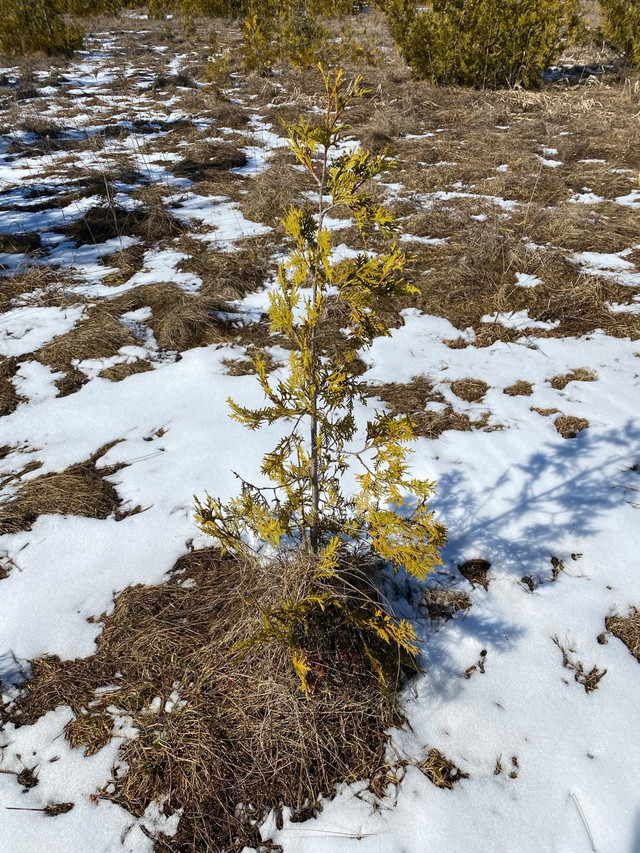 Manitoulin cedar/spruce/maple/oak and more in Plants, Fertilizer & Soil in Sudbury - Image 3