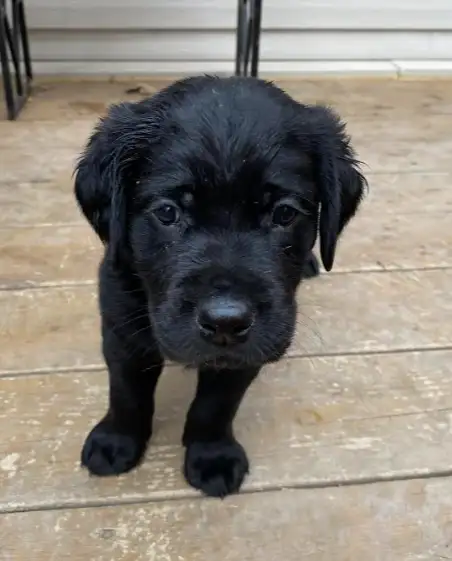 Chiots Labrador a vendre in Dogs & Puppies for Rehoming in City of Montréal - Image 2