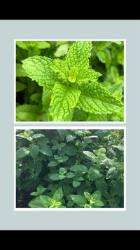 Mint  herb