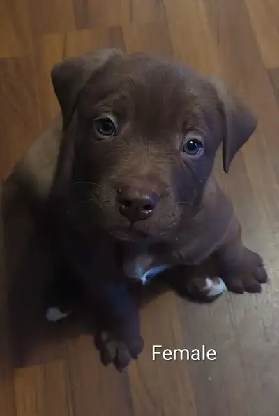 Old English Bulldog x Australian Shepherd Pups, View more