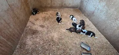 pups Forsale , View more
