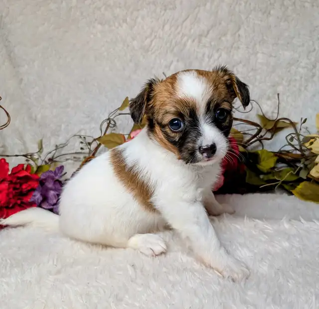 ❥♡Puppy  Papillon  / Chiot Papillon ❥♡ female in Dogs & Puppies for Rehoming in Ottawa - Image 4