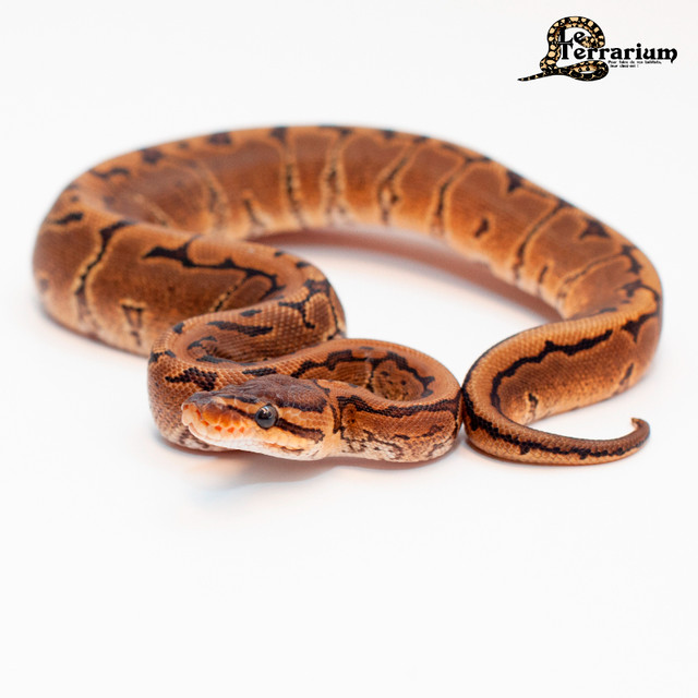 Python royal - Pinstripe - Mâle dans Reptiles et amphibiens à adopter  à Ville de Québec - Image 2