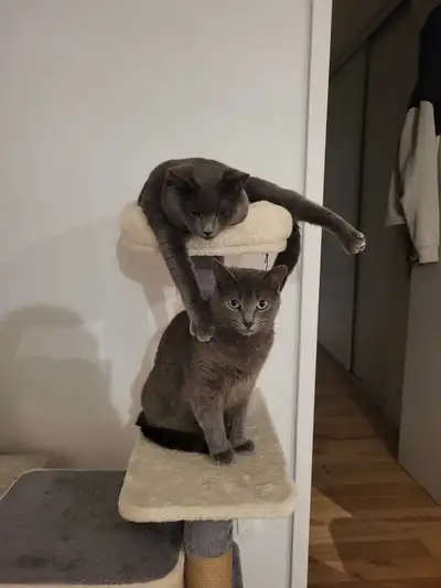 Chats adorables, View more