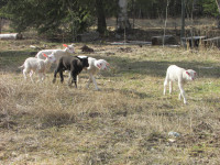 Dairy Sheep Flock for Sale - East Friesian
