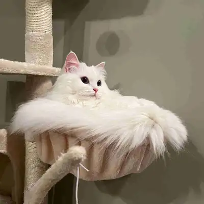 Cat looking for rehome, View more