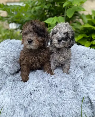 Toy poodle puppies , View more